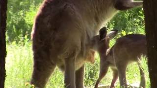 Kangeroo Escape Pouch - Mother and Baby Kangeroo