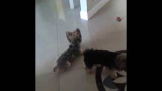 LMFAO Prince Humping Scruffy... Homo Dog incest :D