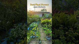 Best Plant Nursery near Kolkata!🪴 #nursery #kolkata #kolkatavlog #shorts #trending #youtubeshorts