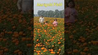 MarigoldField #fieldtrips #ytshorts #babavali