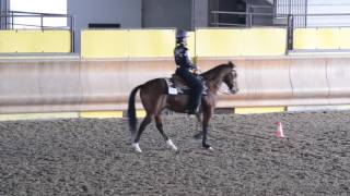 NOVICE AMATEUR HORSEMANSHIP. IAF 6791