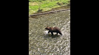 The Bears of Hyder Alaska