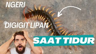 Digigit Lipan saat Tidur#Digigit lipan#Disengat bisa