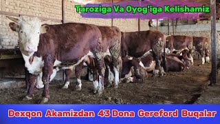 43 Dona Gereford Boqma Buqalar Sotiladi Dexqon Akamizdan 19-Oktyabr, 2024