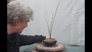 Japanese maple clump fusion bonsai 1