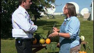 Pumpkin Questions Answered - CTV Edmonton (August 17, 2012)