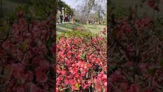 Badam Wari Srinagar, Kashmir | Almond Blossoms 🌺🌻🌹🌷🌱