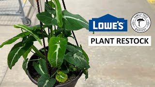 $15 Syngonium Wendlandii at Lowe’s? Lowe’s Plant Restocked & Shopping at Family Tree Nursery