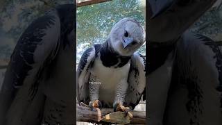 Harpy Eagle is a Powerful Bird #harpyeagle #eagle #facts #animals