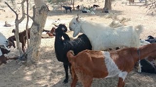 goats meeting in thar