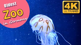 Berlin Zoo | 4K | Oldest Zoo in Germany | Weekend Gateaway in Berlin