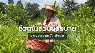 ชีวิตในสวนช่วงบ่าย |  Udon Organic Farm