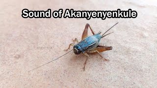 Akanyenyenkule Kakaba Bwekati Sound of Cricket Teleogryllus Emma Insect