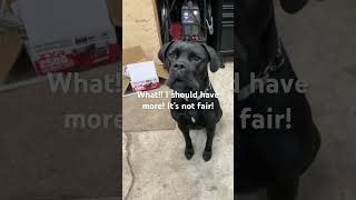 Abby learning about YouTube. #gardentractor #tractor #wheelhorse #canecorso #abby #Abbynormal