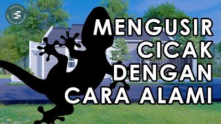 CARA AMPUH MENGUSIR CICAK DI RUMAH - JASA BORONG RUMAH DI JOGJA