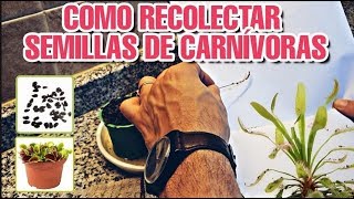 CARNIVORAS (Como recolectar semillas)