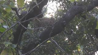 Leopard climbs tree to avoid fight with the tiger at Panna-November 2023