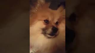 Buttercup the talking Pomeranian tells all about her day