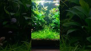 My 10G slow moving plenum tank #slowmovingplenum #guppy#plantedtank #ludwigia #hygger