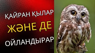 Аттап бассаң көресің қайшылықты…