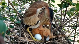 Bittern Feeds The infant Large Meals