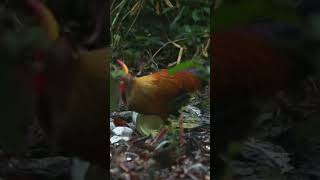 Jungle fowl roaming arround #shorts