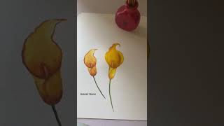 Calla lily with Watercolour|#callalily