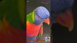 नटखट तोता || Parrot Funny Video Shorts || tota parrot nache jor se,natkhat tota #parrot #birds #tota