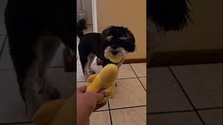 Miniature Schnauzer Play Session at Home