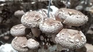 Шиитаке/ императорский гриб#shiitakemushrooms