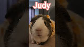 guinea pig #pets #cute #shortsvideo