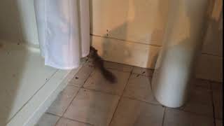 Glis Glis in the Shower