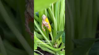 How to successfully hand pollinate zucchini & watermelon #garden #homestead #zucchini #watermelon