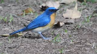 Tickell's blue flycatcher