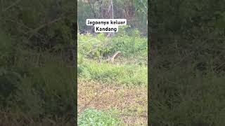 Nyambek besar kluar kandang