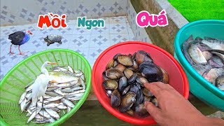 Mang Hết Lưới Xuống Ao Bỏ Hoang Đánh Cá Kiếm Mồi Cho Cò Và Thăm Lại Bé Ỉn / Quế Nghịch