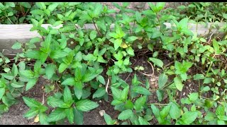 HOW TO RINSE/WASH PEPPERMINT AND MINT LEAVES/ HOW TO DRY AND STORE PEPPERMINT AND MINT LEAVES