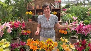 How to grow gorgeous lilies