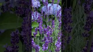 How To Attract Bumble Bees And Other Pollinators | Lavender For Bumblebees Short