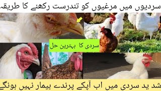 murgiyon ko thand se kaise bachaye|How to keep chickens healthy in cold weather|DR.M.ASIF