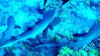 Shark & Giant Trevally Feeding Frenzy TUBBATAHA