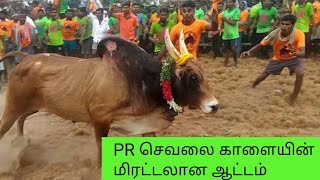 PR செவலை காளை அலங்காநல்லூர் பாலமேடு ஜல்லிக்கட்டு