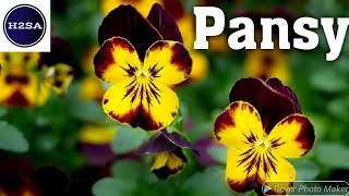 Pansy - H2SA Code: FL011