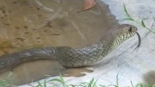 Rat Snake came into pool