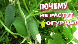 ОГУРЦОВ НЕТ🥒 ЗАТО ВСЕГДА ЕСТЬ КРОЛИКИ 🐇