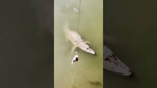 Feeding crocodiles at farm #crocodile #short12