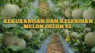 KEKURANGAN DAN KELEBIHAN MELON DELON65 #melon #delon65