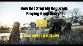 How Do I Stop My Dog From Playing Keep Away?