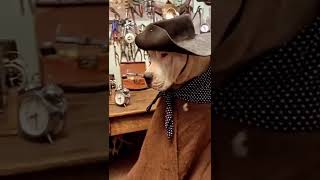 Cachorro Loco de Gaudério, #gaucho #gauchos #facebook #instagram #short #shortes #youtube #eua #usa