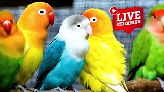 LIVE: bird live stream for cats | love birds sounds | Lovebird Singing & Chirping,